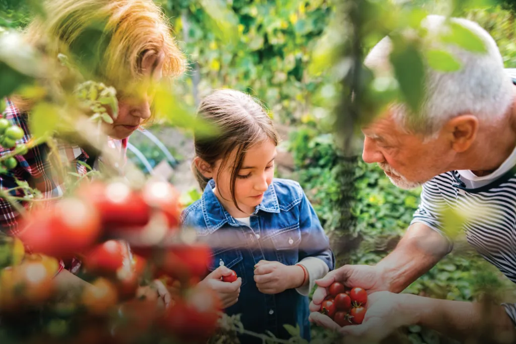 A grandmother, grandfather and young girl picking tomatoes together in a garden