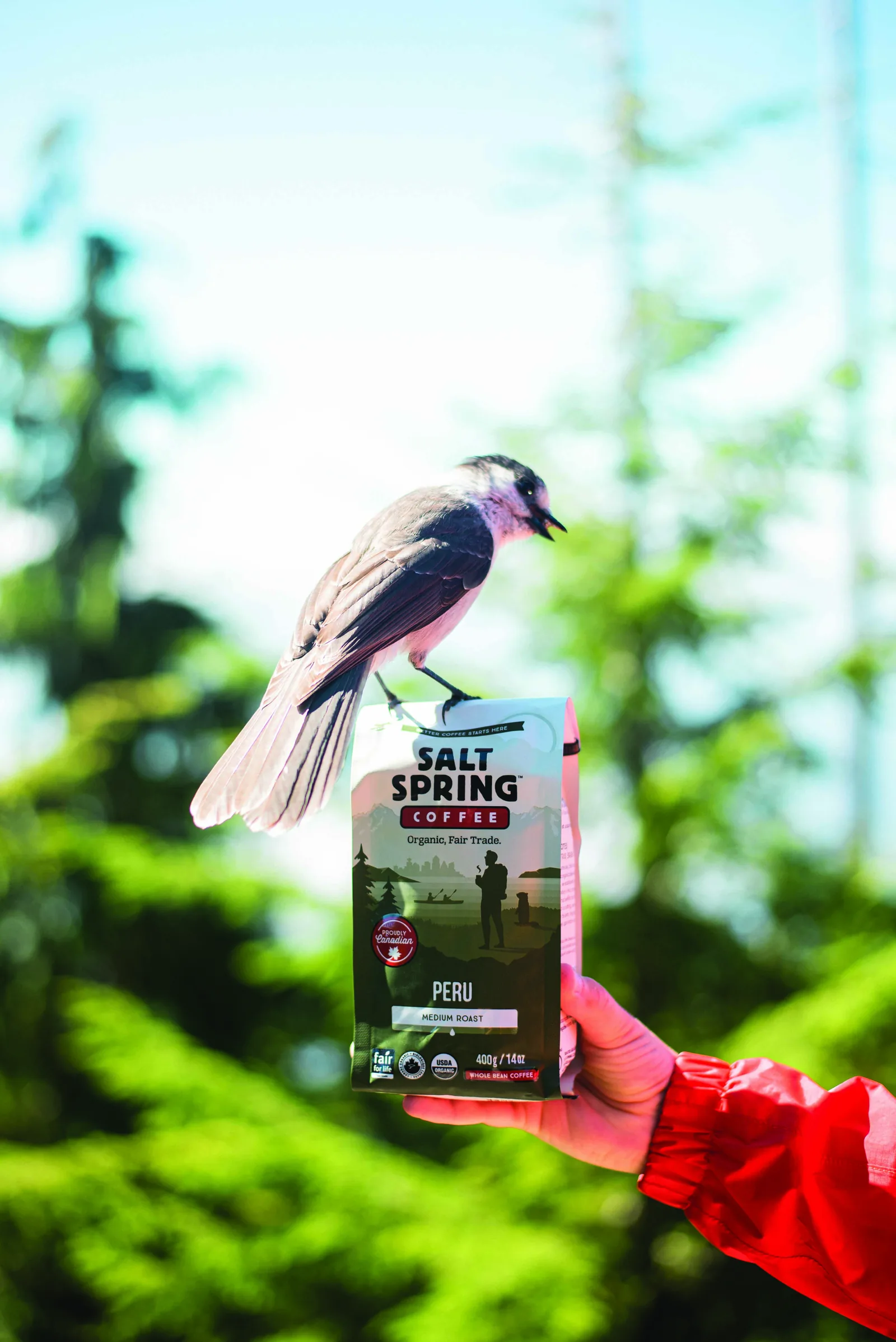 A small bird perched on a bag of Salt Spring Coffee Peru medium roast held up by a hand in a red sleeve, with green forest blurred in the background