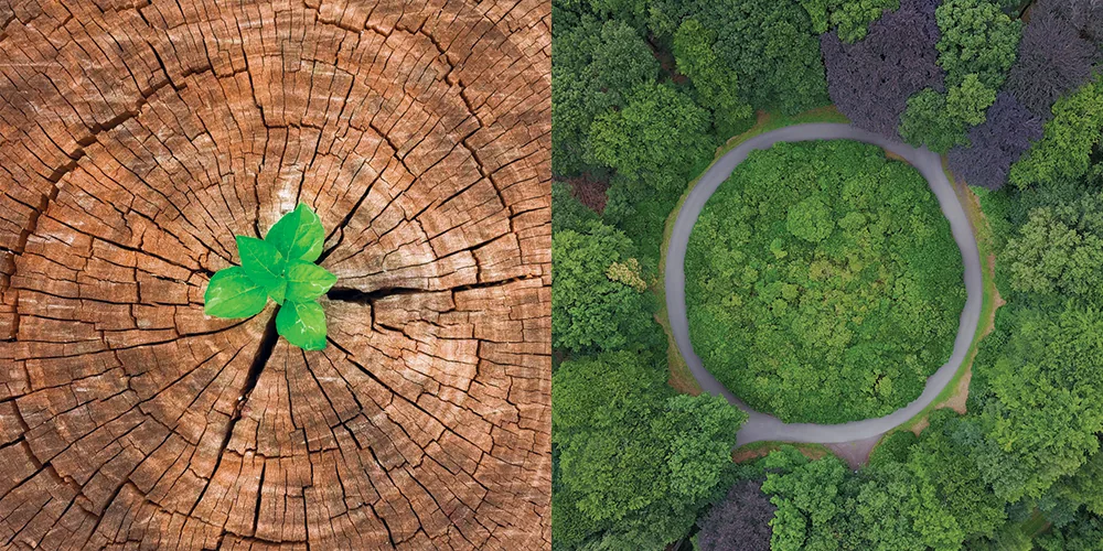 A split image of a green leaf sprouting from a tree stump beside an aerial view of a circular road through a forest