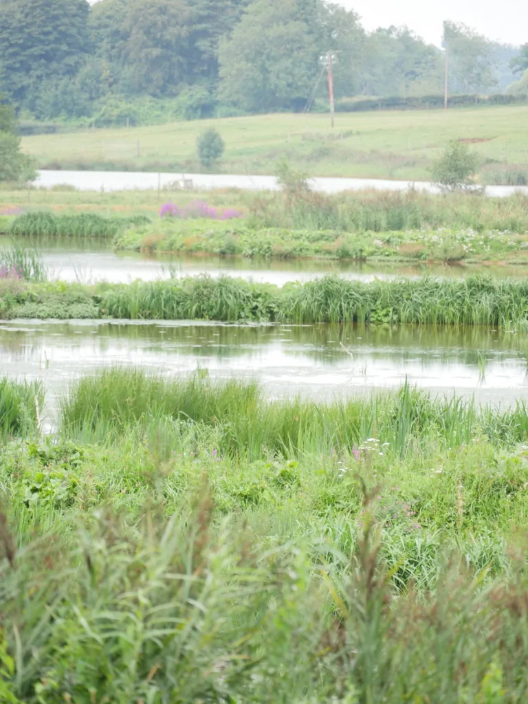 A misty rural landscape of ponds bordered by tall grasses and reeds, with fields and trees in the distance